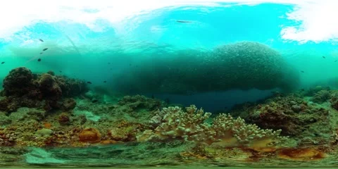 Underwater world with fish and corals. Stock Footage 323043409