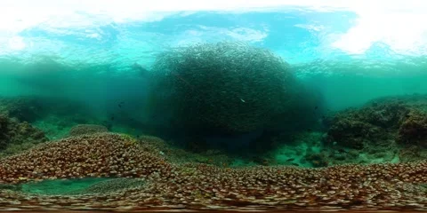 Underwater world with fish and corals. Stock Footage 323043565