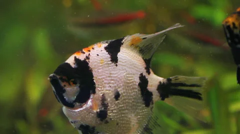 The underwater world of fish Stock-Footage 32105965