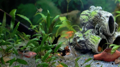 The Underwater World Of Fish Video stock 43641253