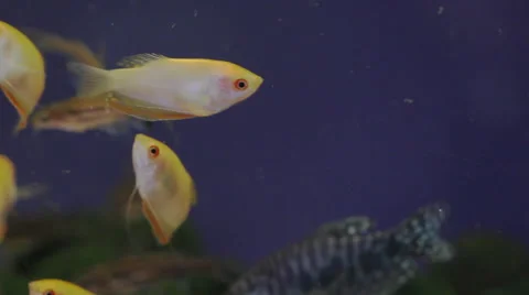 The underwater world of fish Stock Footage 60630407