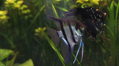 The underwater world of fish1 Video stock 32106570