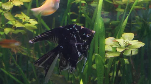 The underwater world of fish3 Stock-Footage 32108371