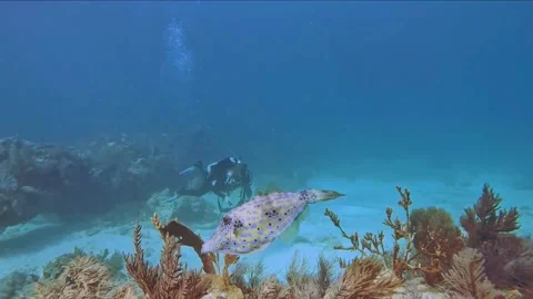 The underwater world of Florida Stock Footage 238685999