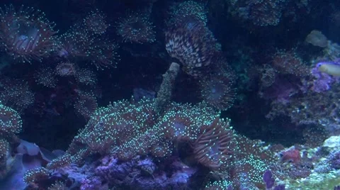 Underwater World Stock Footage 8601397