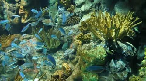 Underwater world Stock Footage 12715969