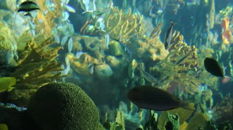 Underwater world Stock Footage 12716336