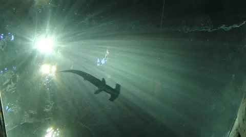 Underwater world Video stock 12721483