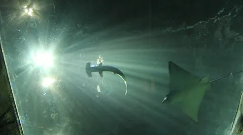 Underwater world Stock Footage 12721515