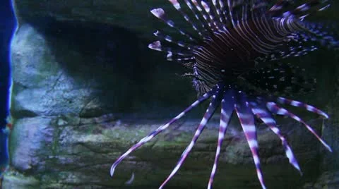 Underwater world Stock Footage 21259305