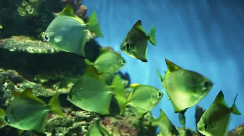 Underwater world Stock Footage 21260335