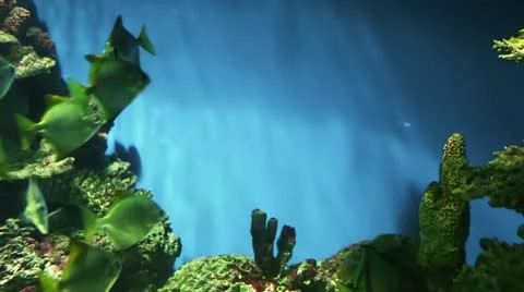 Underwater world Stock Footage 21260541