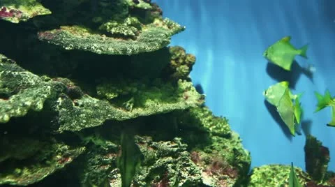 Underwater world Stock Footage 21260580