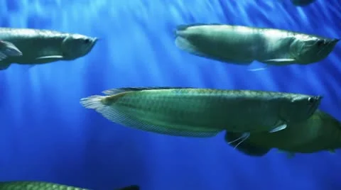 Underwater world Video stock 21260587