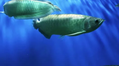 Underwater world 動画素材 21260601