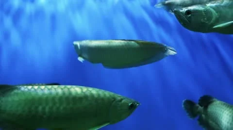 Underwater world Vidéo 21260618