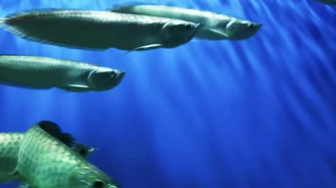 Underwater world Stock Footage 21260646