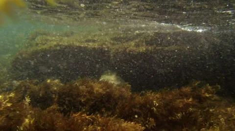 Underwater world Video stock 28459477