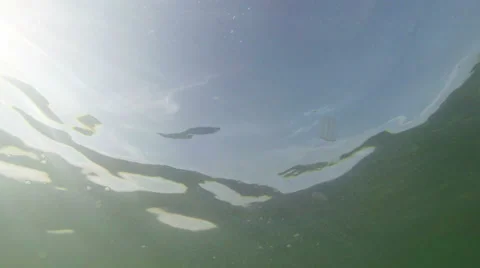 Underwater world Stock Footage 28474442