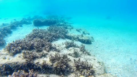 Underwater World Stock Footage 42569165