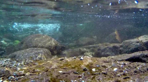 Underwater World Stock Footage 48040927