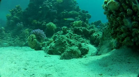 Underwater world Stock Footage 58311751