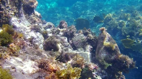 Underwater World Stock Footage 71288469