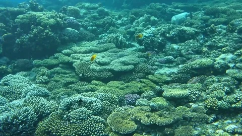 Underwater world Stock Footage 74281461