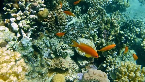 Underwater world Stock Footage 75345501