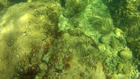 Underwater World Stock Footage 75875930