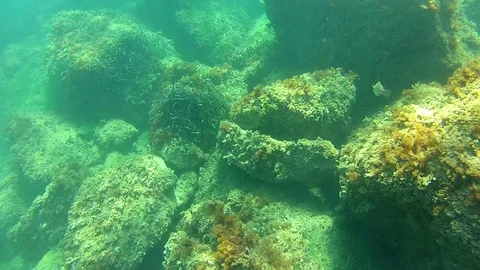 Underwater World Stock Footage 75876330