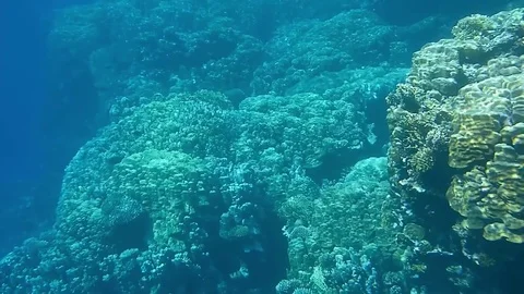 Underwater world Vídeo Stock 76806057