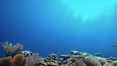 Underwater world Stock Footage 83357787