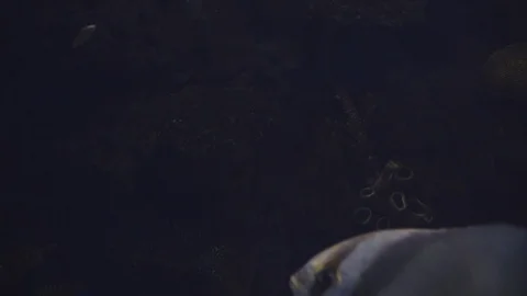 Underwater world 스톡 동영상 91675611