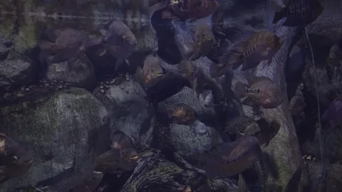 Underwater world 스톡 동영상 91675655