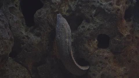 Underwater world 스톡 동영상 91691301