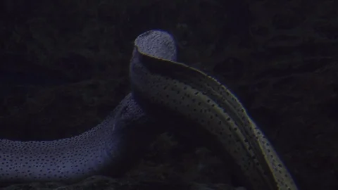 Underwater world Stock Footage 91691326