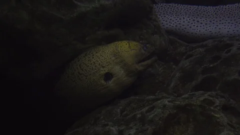 Underwater world Stock Footage 91691362