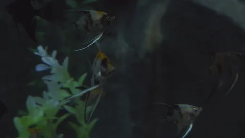 Underwater world 스톡 동영상 91691366