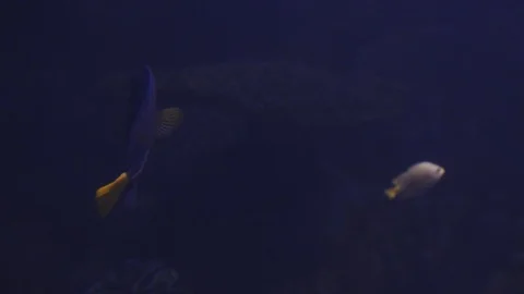 Underwater world 스톡 동영상 91691458