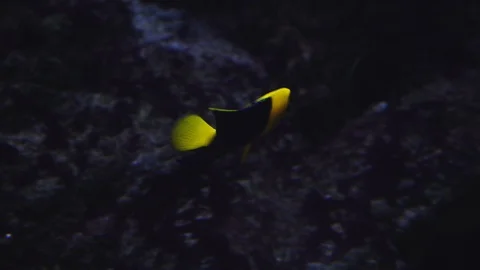 Underwater world Stock Footage 91691513