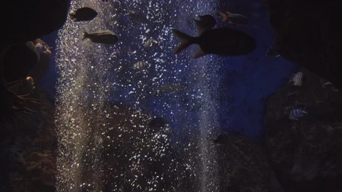 Underwater world 스톡 동영상 91691575