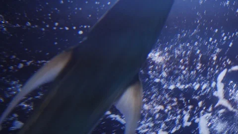 Underwater world 스톡 동영상 91691674