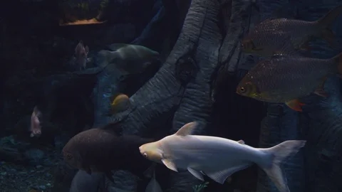 Underwater world Stock Footage 91691815