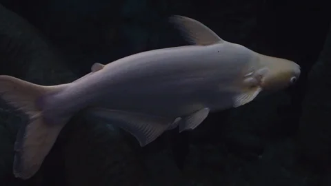 Underwater world Stock Footage 91691896