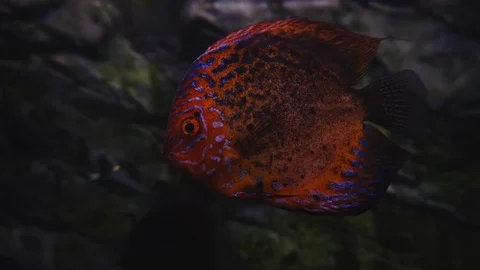 Underwater world Stock Footage 91692019