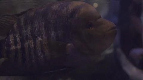 Underwater world Stock Footage 91692241