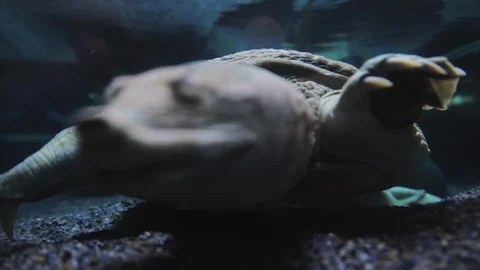 Underwater world Stock Footage 91692350