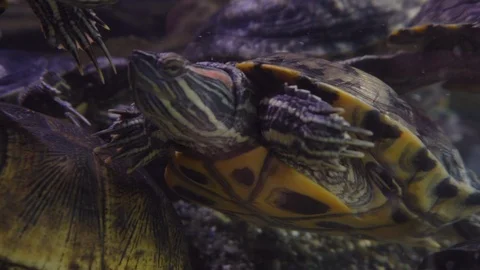 Underwater world 스톡 동영상 91692473