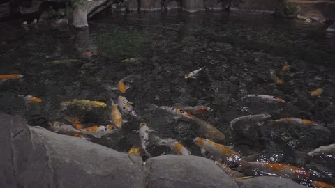 Underwater world 스톡 동영상 91693862